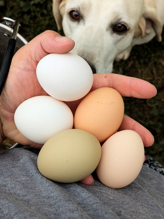 Farm Fresh Eggs